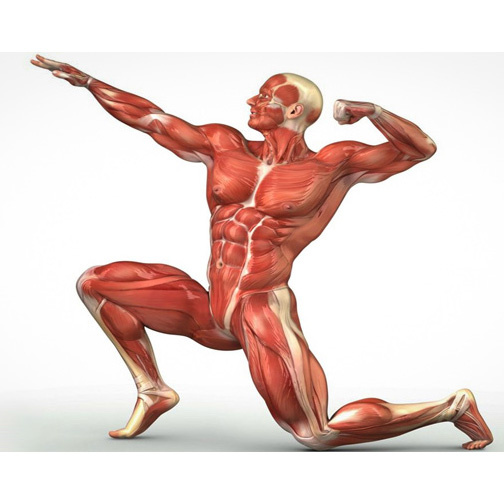 آناتومی عضلات و حرکت شناسی