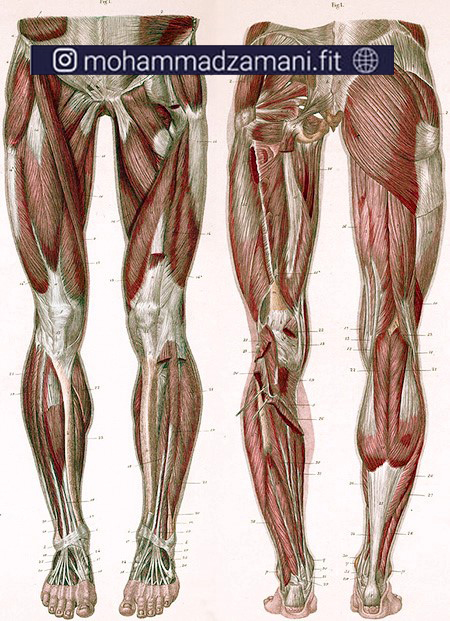بطور کلی عضلات پا به دو گروه جلو و پشت پا تقسیم می‌شود.
