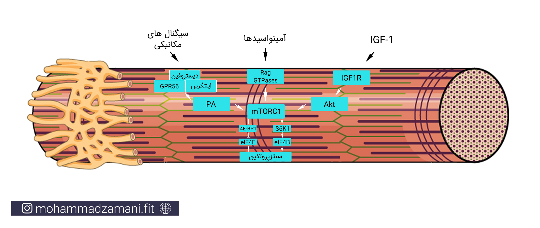 مسیرهای سلولی منتهی به فاکتورmTOR برای سنتر پروتئین.mTOR complex 1: mTORC1