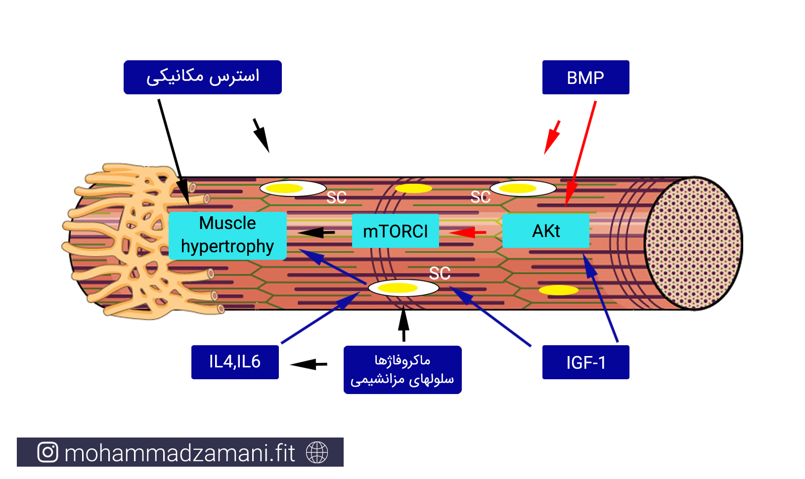 عوامل محرک سلول¬های ماهواره¬ای برای تبدیل به هسته سلول عضلانی و ایجاد هایپرتروفی عضلانی