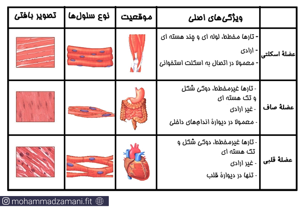 در بدن انسان سه نوع عضله اسکلتی، قلبی و صاف وجود دارد که با هم تفاوت‌‎های بسیاری دارند.