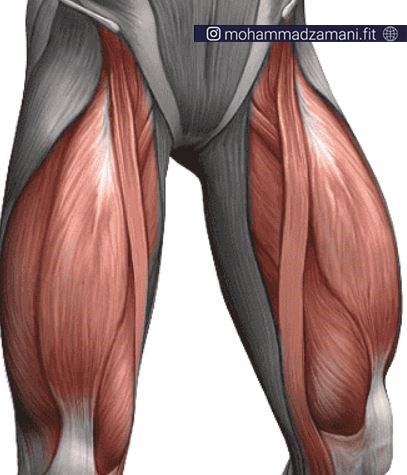 عضله چهار سر ران جزء عضلات مادر محسوب می‌‎شود که سهم زیادی در خوش فرم شدن پاها دارند.