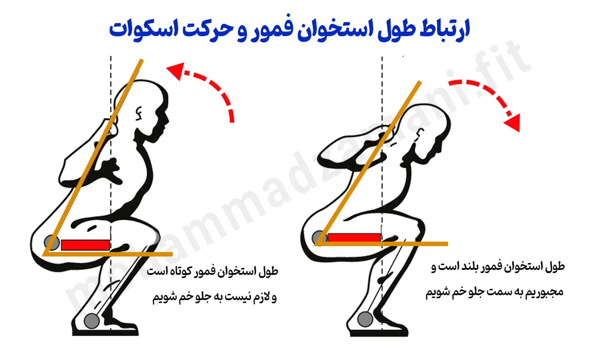 در حرکت اسکوات هر چقدر طول استخوان فمور بلندتر باشد مجبوری به سمت جلو متمایل شوی